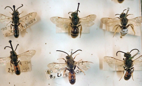 Glasgow’s Garden Pollinators