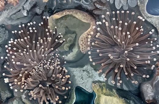 Sheina Marshall: Queen of the Copepods